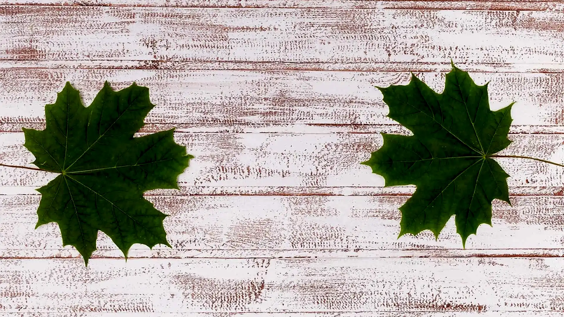 Maple vs Oak Flooring for UK Homes: Which Wood Flooring Is Best?